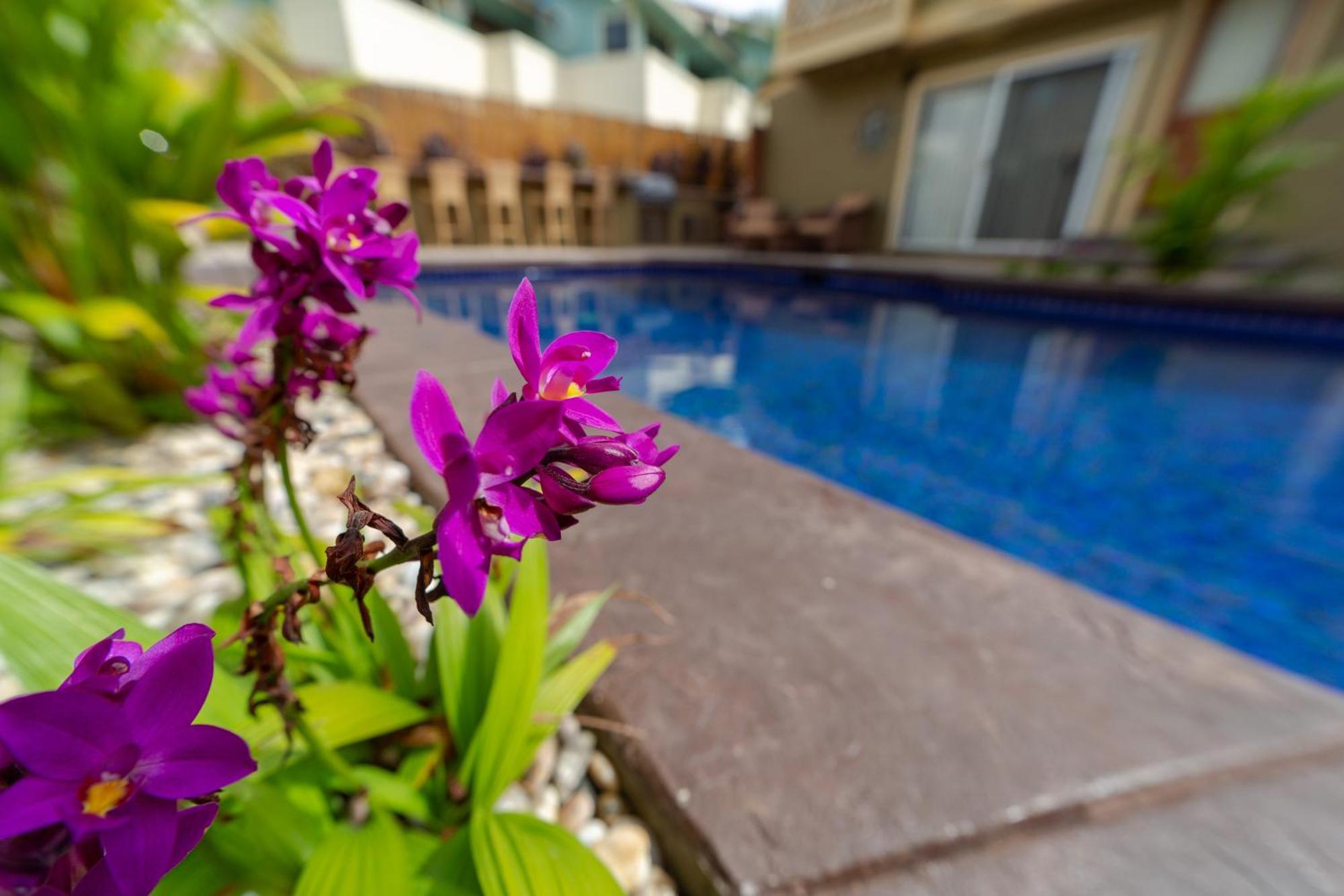 Orchid Suite In South Maui, Across From The Beach, 1 Bedroom Sleeps 4 Kihei Ngoại thất bức ảnh